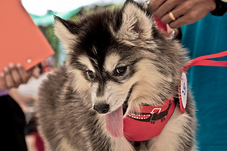 西伯利亚哈斯基笑笑在泰国外套眼睛动物犬类小狗雪橇鼻子毛皮森林蓝色图片