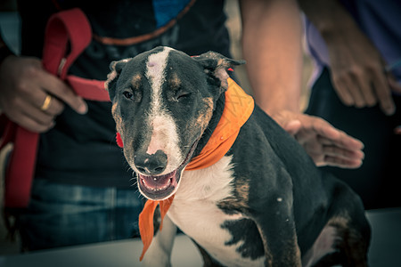 泰国的狗朋友宠物小狗成人公园犬类斗牛犬动物姿势哺乳动物图片