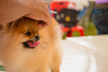 笑笑在泰国毛皮动物头发舌头犬类哺乳动物小狗乐趣血统橙子图片