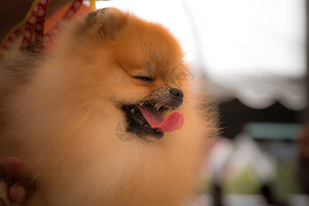 笑笑在泰国动物朋友头发血统犬类宠物毛皮橙子乐趣哺乳动物图片