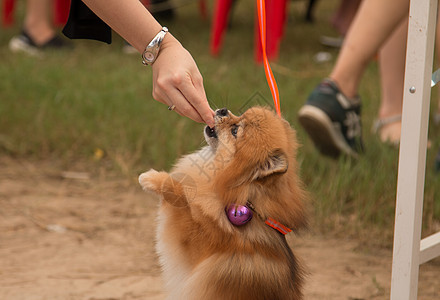 笑笑在泰国动物毛皮犬类血统微笑舌头小狗宠物哺乳动物朋友图片