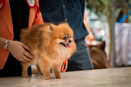 笑笑在泰国橙子动物乐趣血统犬类哺乳动物头发毛皮舌头朋友图片