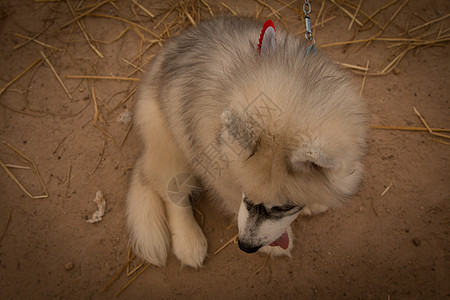 西伯利亚哈斯基笑笑在泰国动物犬类小狗雪橇森林蓝色毛皮宠物哺乳动物眼睛图片