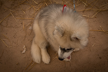 西伯利亚哈斯基笑笑在泰国鼻子朋友犬类森林眼睛雪橇动物蓝色小狗外套图片