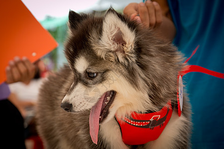 西伯利亚哈斯基笑笑在泰国哺乳动物犬类森林宠物朋友眼睛鼻子外套小狗蓝色图片