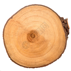 原木切片松树圆圈树干材料木材树皮树桩白色戒指日志图片