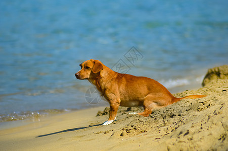面对海洋波浪的恐惧狗犬类宠物婴儿朋友们小狗海滩毛皮动物猎犬友谊图片