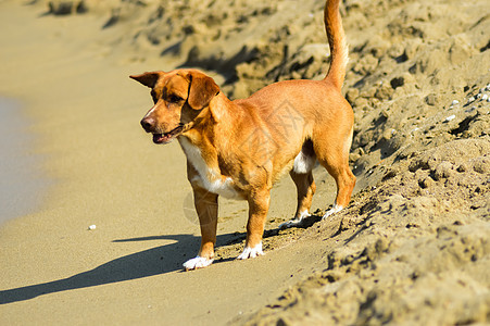 面对海洋波浪的恐惧狗猎犬海滩小狗宠物朋友们犬类婴儿毛皮动物哺乳动物图片