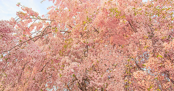 日本春季的美丽粉红樱花花花 鲜花树 日本图片