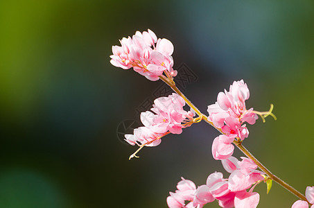 粉红花和绿色背景美丽 并有昆虫庆典惊喜植物植物群花园红色香味花束仪式墙纸背景图片