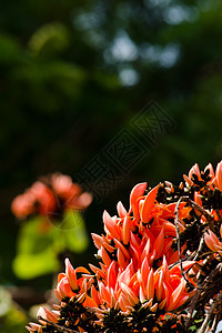 混蛋Teak Flower热带环境场地丛林框架树叶天空森林橙子叶子背景图片