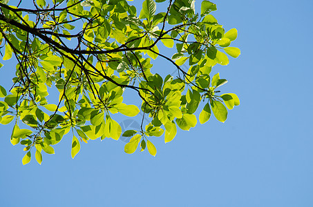 绿色脱离背景和蓝天空木头叶子绿叶热带生长植物群框架树叶环境植物图片