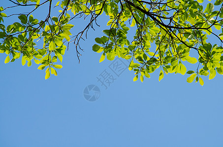 绿色脱离背景和蓝天空生长绿叶环境植物植物群树叶框架热带纹理木头图片