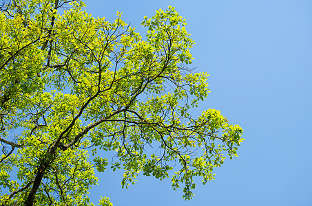 绿色脱离背景和蓝天空叶子框架植物绿叶纹理树叶环境植物群木头热带图片