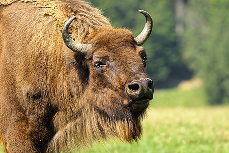 特写欧洲野牛国家红利荒野濒危动物群力量森林牛科男性牛角背景图片