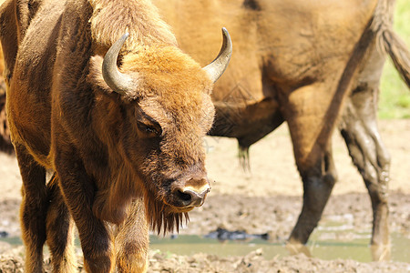 特写欧洲野牛男性奶牛食草喇叭动物群野生动物红利荒野水牛森林背景图片