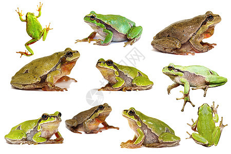 收集孤立的绿树青蛙图片