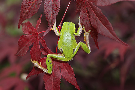 绿树青蛙在叶叶上攀爬图片