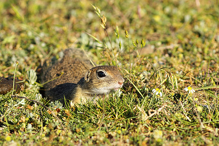 在自然栖息地的欧洲可爱的野生松鼠图片