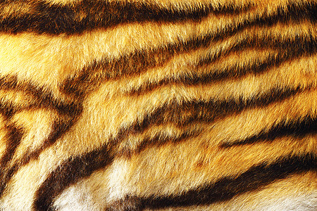 色彩繁多的老虎皮细节图片