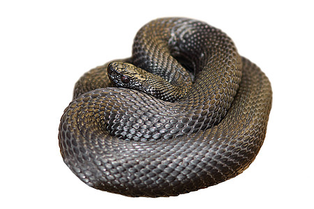 孤立的黑硝基伏尔斯基毒蛇图片