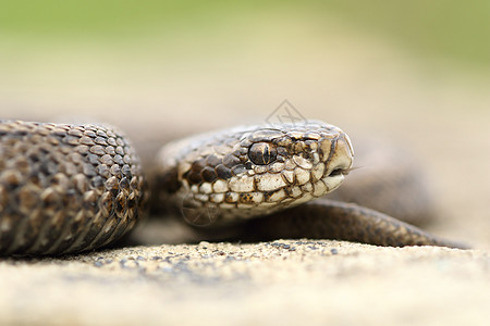 青幼草地美丽的毒蛇图片