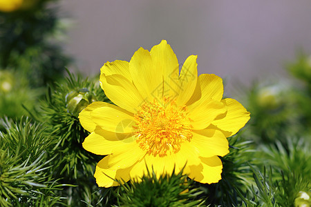 特写野鸡眼花图片