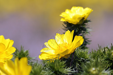 详细信息植物季节花瓣宏观荒野藜芦野鸡濒危花园环境图片