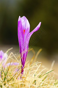 藏红花 ccrocus 的精细图片