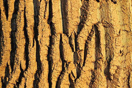树皮纹理风化粮食宏观红木木材木板老化崎岖材料衰变图片