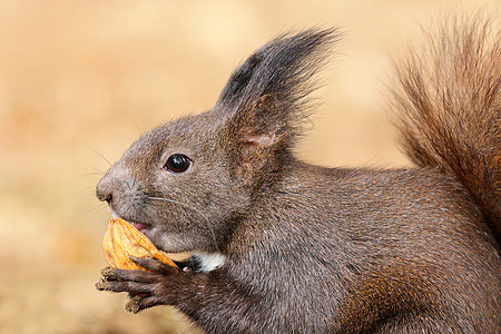 可爱的红松鼠吃坚果图片
