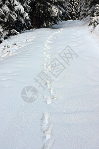 大雪中的野狼足迹图片