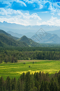 夏月的美丽颜色 Altai全景森林松树荒野太阳场地爬坡释放蓝色草地图片