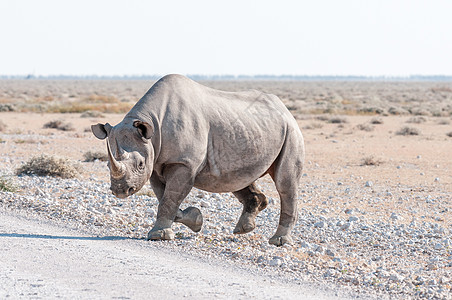 黑犀牛 迪克罗斯双角野兽 在路上行走图片