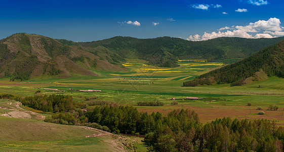 夏月的美丽颜色 Altai爬坡松树荒野场地太阳旅游风景日落草地树木图片