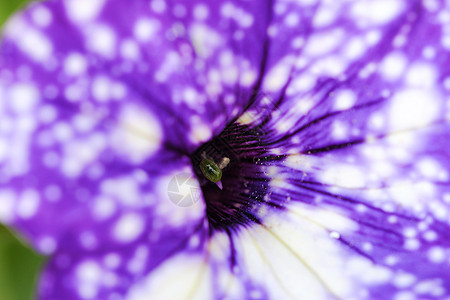 夏天花园里美丽的紫紫色佩特尼娅压痛宏观公园花园绿色紫色花瓣树叶白色图片