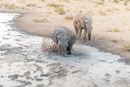 非洲大象在泥土浴的坑洞里 掀起泥土图片