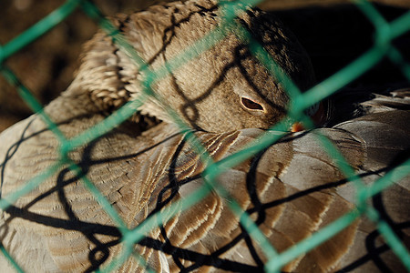 夏天动物园的美丽棕鹅村庄羽毛动物公园动物园棕色图片