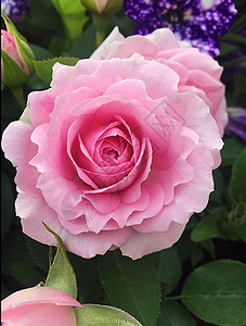 夏花园的粉红玫瑰 美丽的温柔压痛花园公园玫瑰花瓣绿色粉色图片