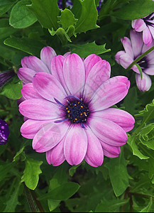 美丽的紫色雪贝拉花朵 在夏天的花园里花瓣绿色公园雏菊粉色背景图片
