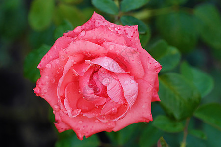 夏花花园中美丽的粉红色花朵玫瑰花瓣花园粉色绿色公园黄色图片