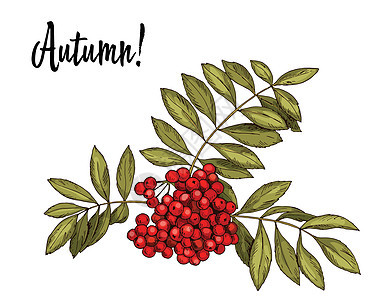 手绘罗文分支与红色浆果和孤立的白色背景上的秋叶 它制作图案矢量图片
