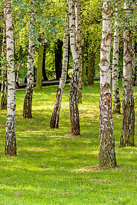 西弗比齐树蓝色荒野公园森林风景植物木头叶子化妆品季节图片