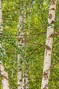 西弗比齐树绿色季节国家美丽天空场景公园乡村风景植物图片