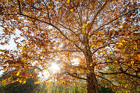 秋天落叶的树林中棕色活力风景金子季节性黄色叶子红色橙子公园图片