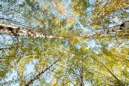 西弗比齐树叶子风景绿色森林植物场景天空国家季节乡村图片