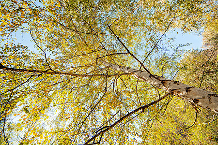 西弗比齐树国家风景蓝色木头乡村白色叶子森林植物荒野图片