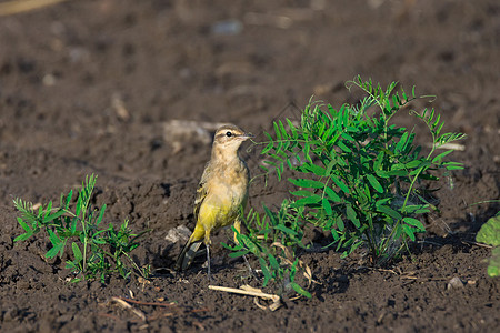 草上摩塔基拉花粉荒野摄影鹡鸰头发鸟类场地动物枝条野生动物红色图片