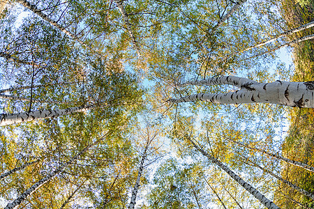 西弗比齐树季节风景桦木白色叶子天空蓝色公园乡村绿色图片