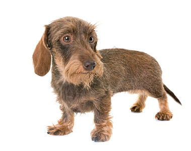 卡宁琴维瑞头发达赫松德肠犬棕色小狗宠物头发工作室动物金属图片